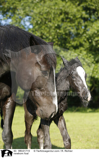 neugeborenes Fohlen / newborn foal / RR-61715