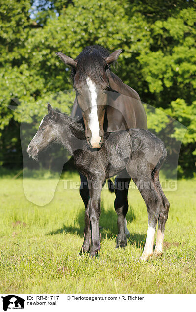 neugeborenes Fohlen / newborn foal / RR-61717
