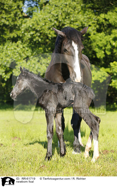 neugeborenes Fohlen / newborn foal / RR-61719