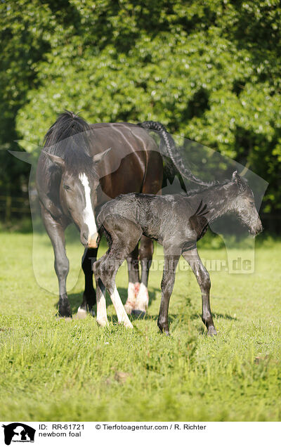 neugeborenes Fohlen / newborn foal / RR-61721