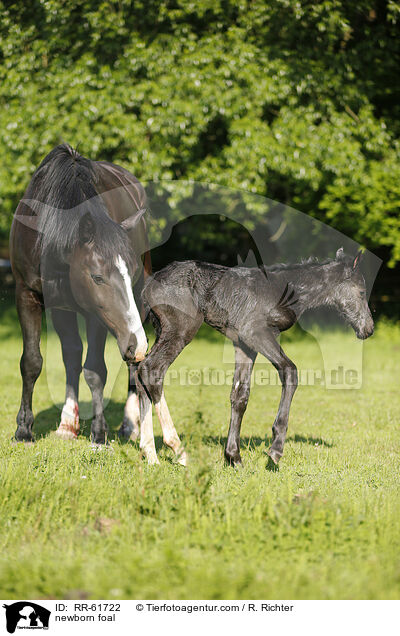 neugeborenes Fohlen / newborn foal / RR-61722