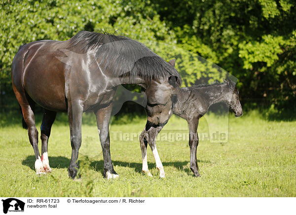 neugeborenes Fohlen / newborn foal / RR-61723