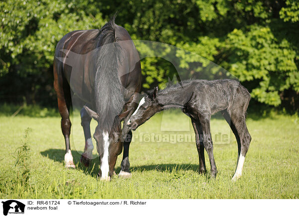 newborn foal / RR-61724