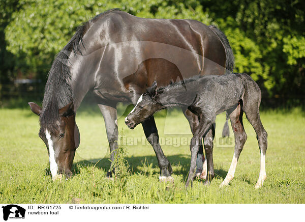 neugeborenes Fohlen / newborn foal / RR-61725