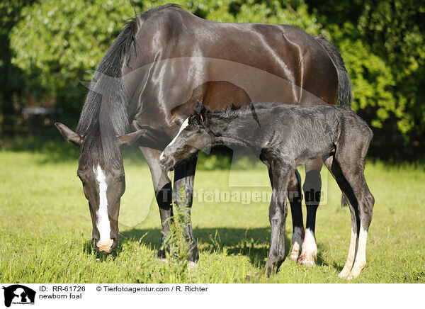 newborn foal / RR-61726