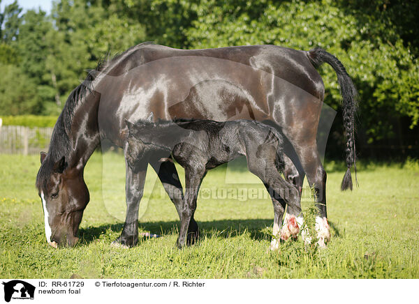 neugeborenes Fohlen / newborn foal / RR-61729