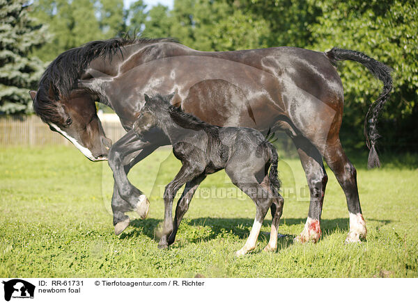 neugeborenes Fohlen / newborn foal / RR-61731
