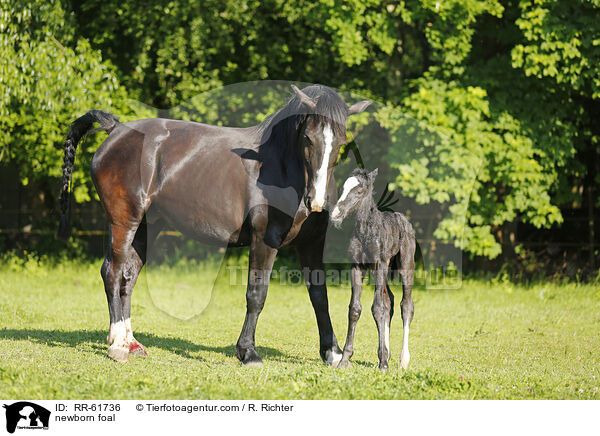 neugeborenes Fohlen / newborn foal / RR-61736
