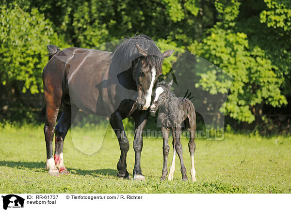 neugeborenes Fohlen / newborn foal / RR-61737