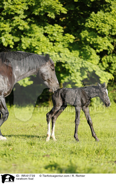 newborn foal / RR-61739