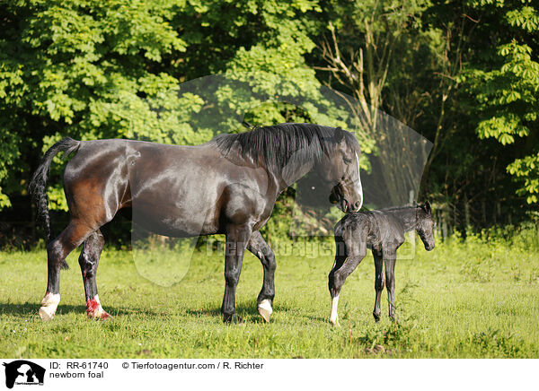 newborn foal / RR-61740