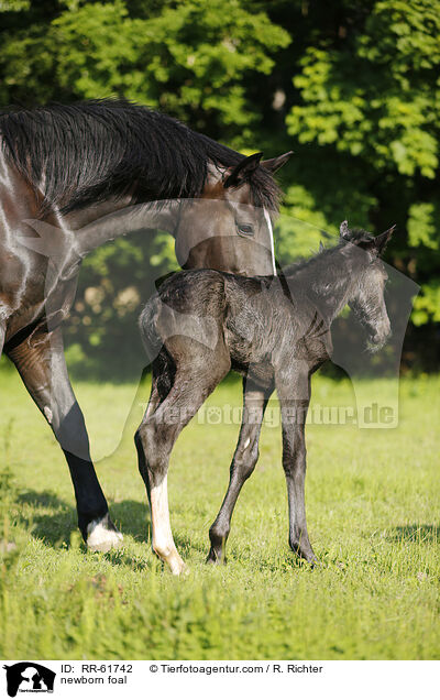 neugeborenes Fohlen / newborn foal / RR-61742