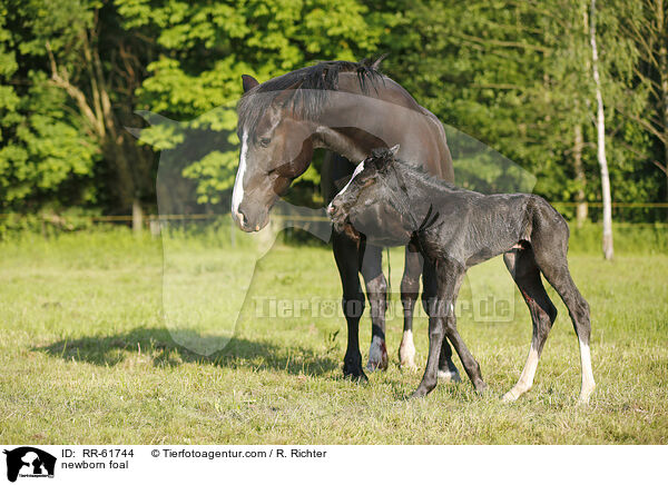 newborn foal / RR-61744