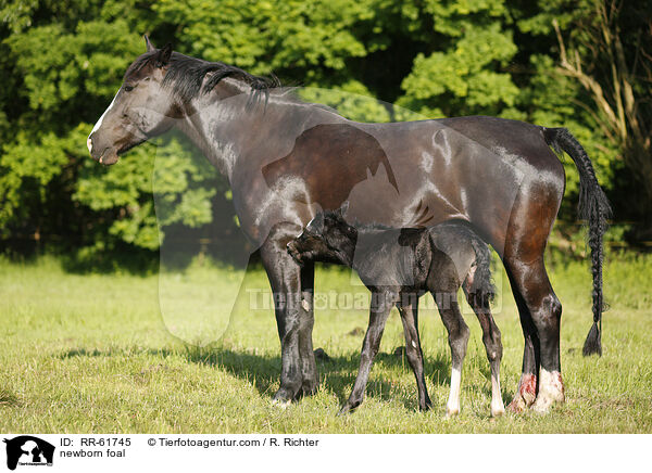 neugeborenes Fohlen / newborn foal / RR-61745