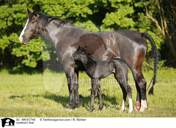 neugeborenes Fohlen / newborn foal / RR-61746