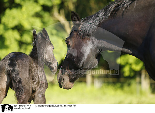 newborn foal / RR-61747