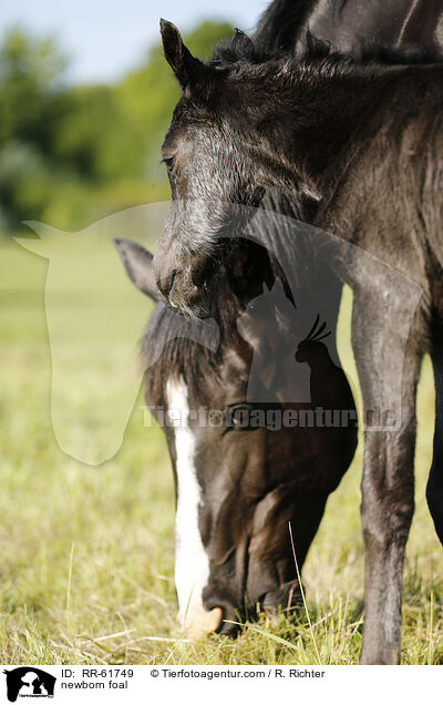 neugeborenes Fohlen / newborn foal / RR-61749