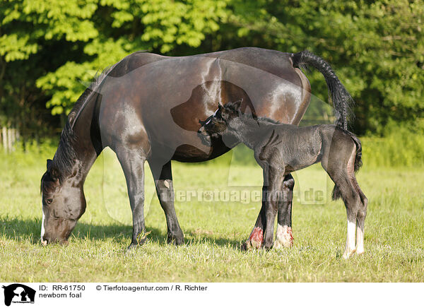 neugeborenes Fohlen / newborn foal / RR-61750