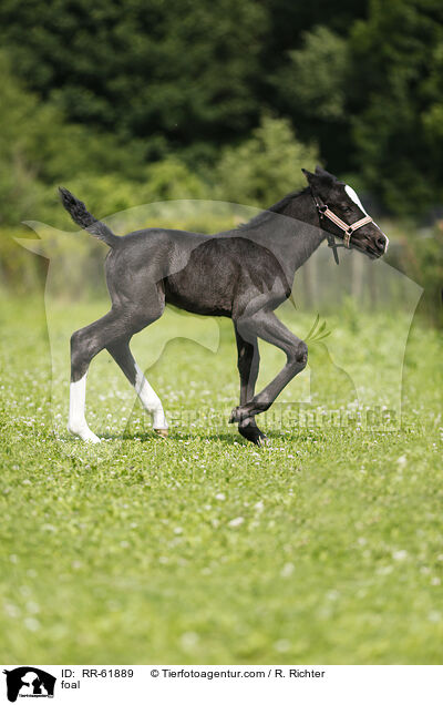Fohlen / foal / RR-61889