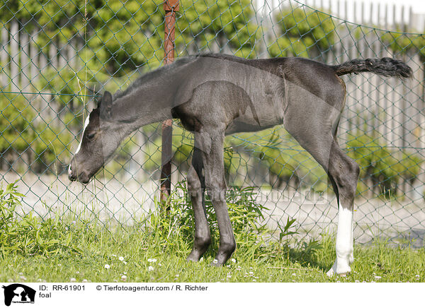 Fohlen / foal / RR-61901