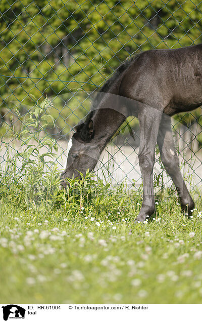 Fohlen / foal / RR-61904