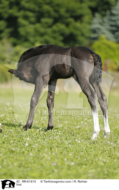 Fohlen / foal / RR-61915