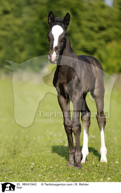 Fohlen / foal / RR-61942