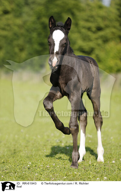 Fohlen / foal / RR-61943