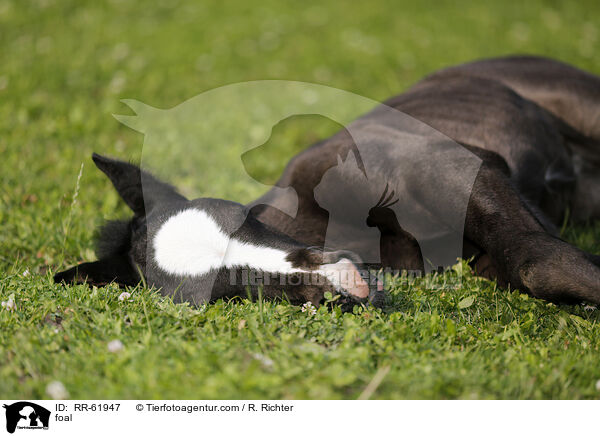 Fohlen / foal / RR-61947