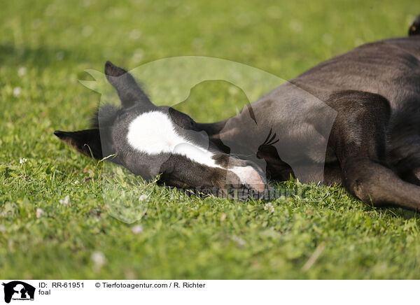 Fohlen / foal / RR-61951