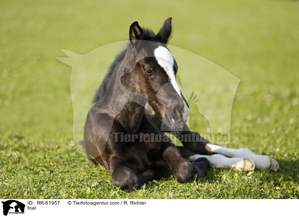 Fohlen / foal / RR-61957