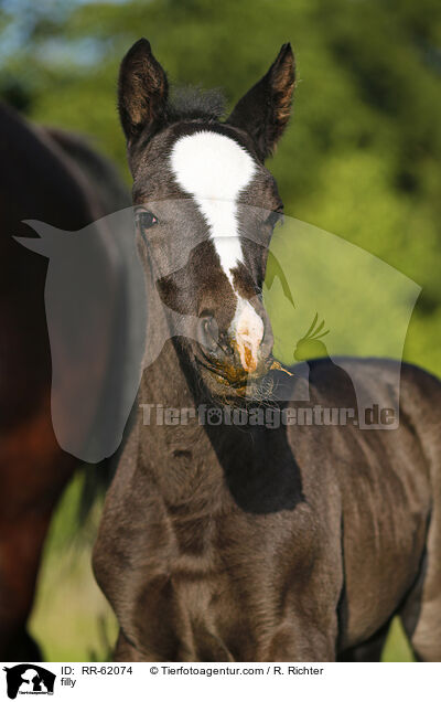 Stutfohlen / filly / RR-62074