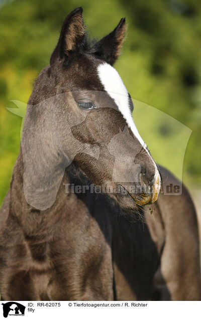 Stutfohlen / filly / RR-62075