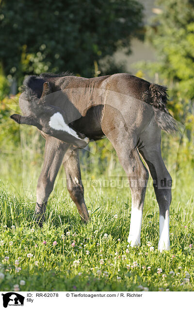 Stutfohlen / filly / RR-62078
