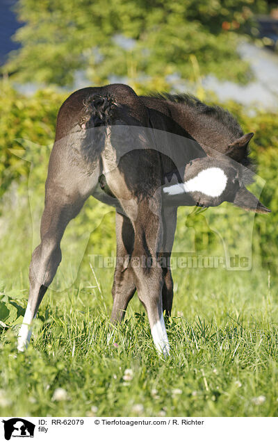 Stutfohlen / filly / RR-62079