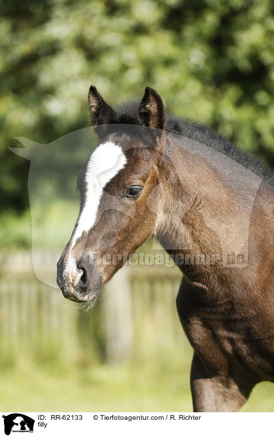 Stutfohlen / filly / RR-62133
