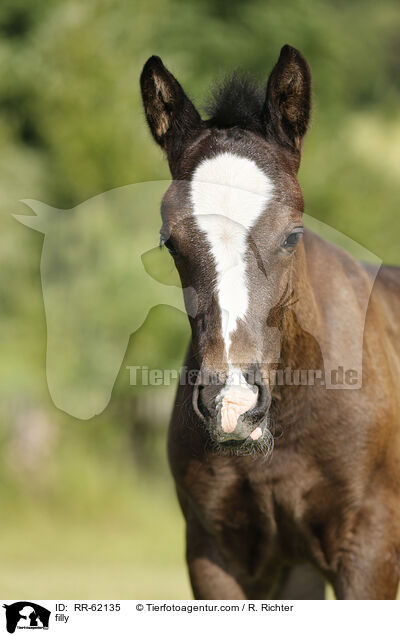 Stutfohlen / filly / RR-62135