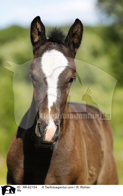 filly / RR-62154