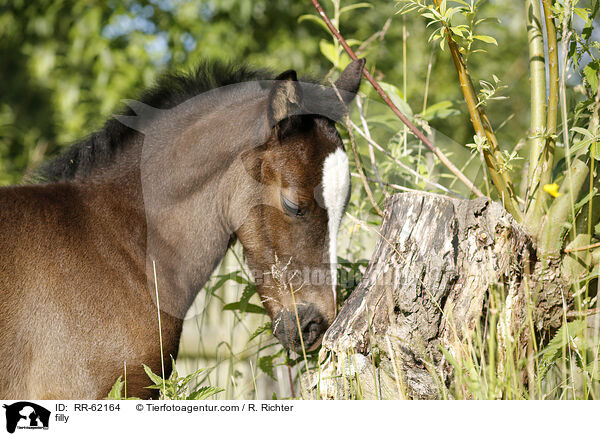 Stutfohlen / filly / RR-62164