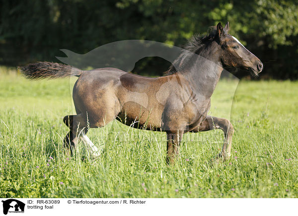 trabendes Fohlen / trotting foal / RR-63089