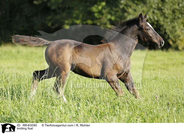 trabendes Fohlen / trotting foal / RR-63090