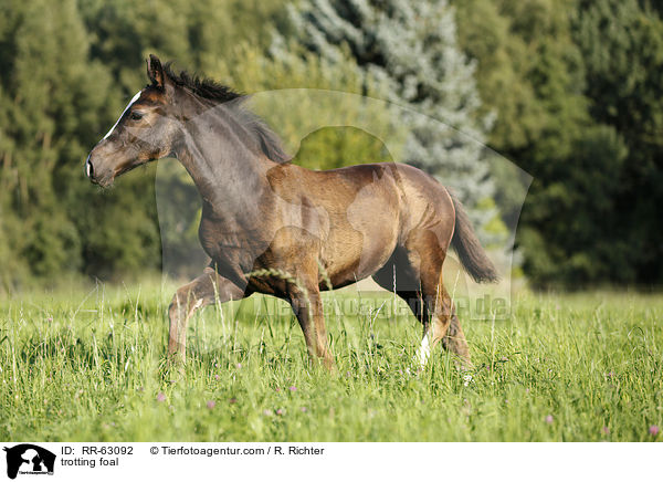 trabendes Fohlen / trotting foal / RR-63092