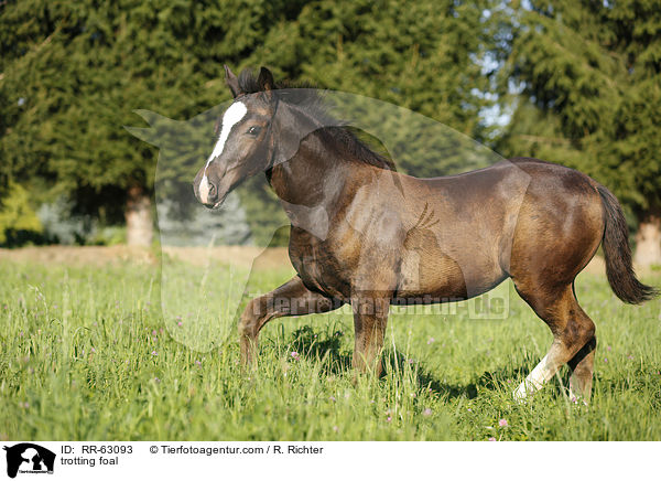 trabendes Fohlen / trotting foal / RR-63093
