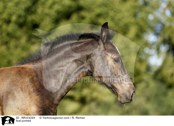 Fohlen Portrait / foal portrait / RR-63094