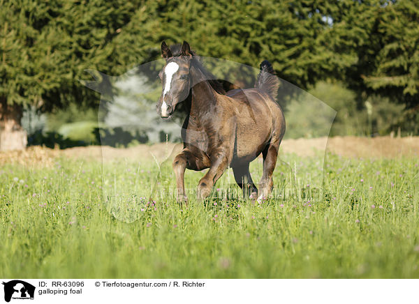 galoppierendes Fohlen / galloping foal / RR-63096