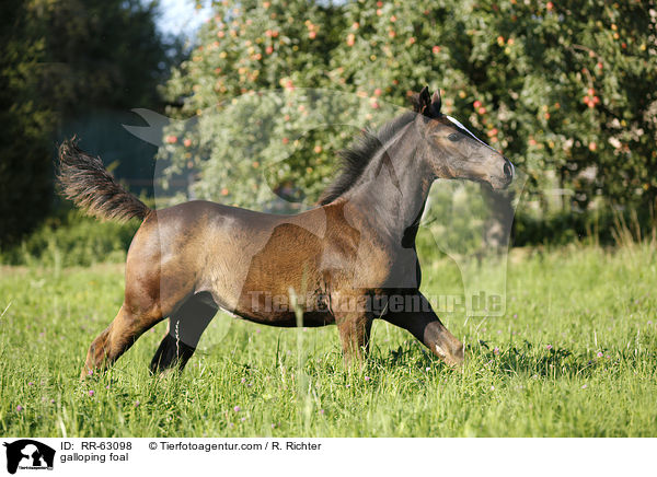 galoppierendes Fohlen / galloping foal / RR-63098