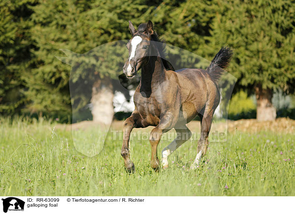 galoppierendes Fohlen / galloping foal / RR-63099