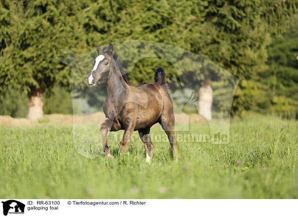 galoppierendes Fohlen / galloping foal / RR-63100
