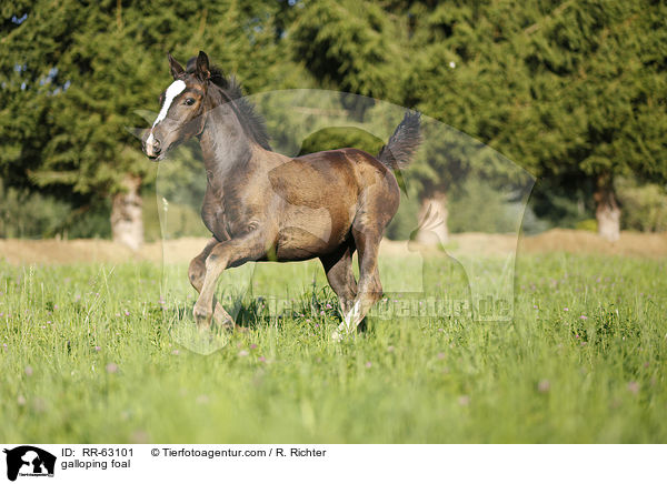 galoppierendes Fohlen / galloping foal / RR-63101