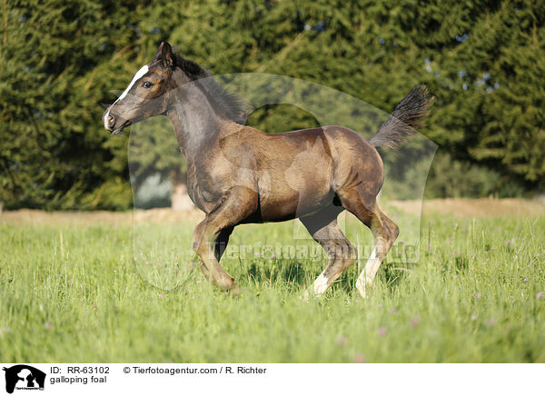 galoppierendes Fohlen / galloping foal / RR-63102